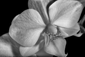 Orchid in Black and White